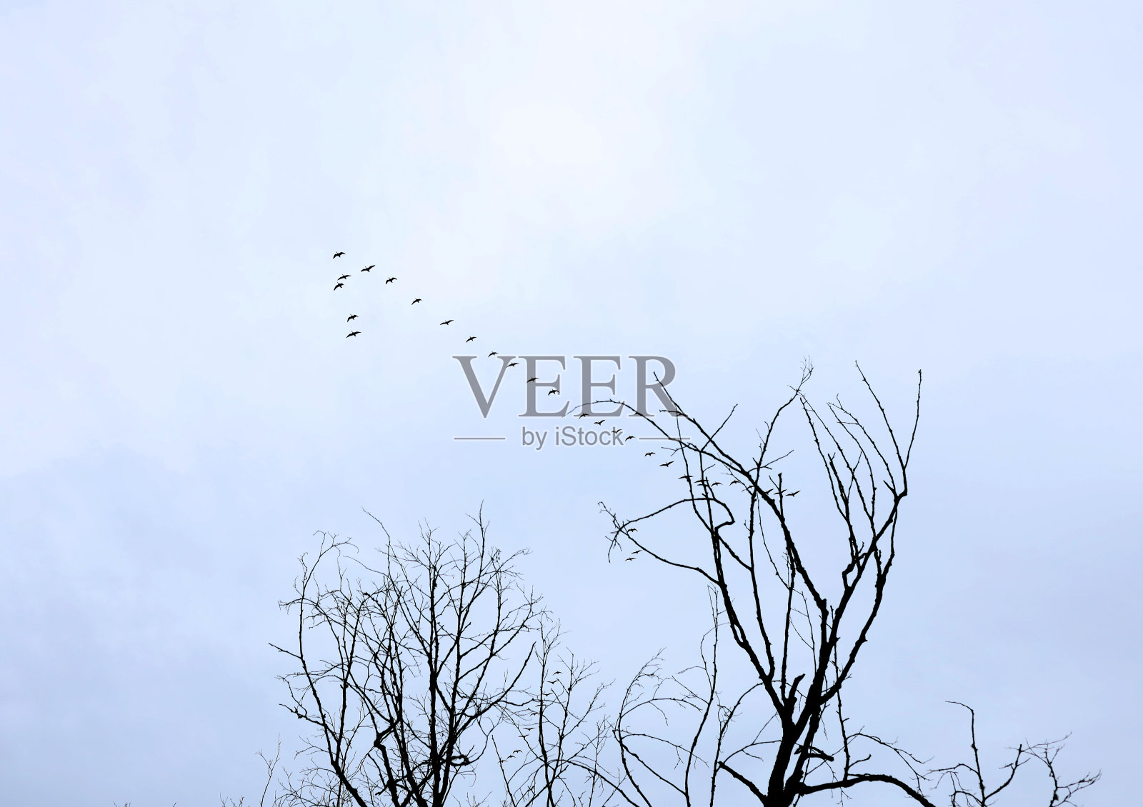 一群鹅飞过光秃秃的树照片摄影图片