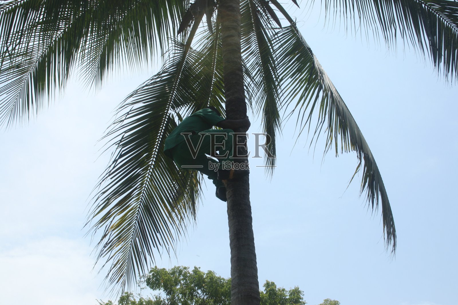 摘椰子照片摄影图片