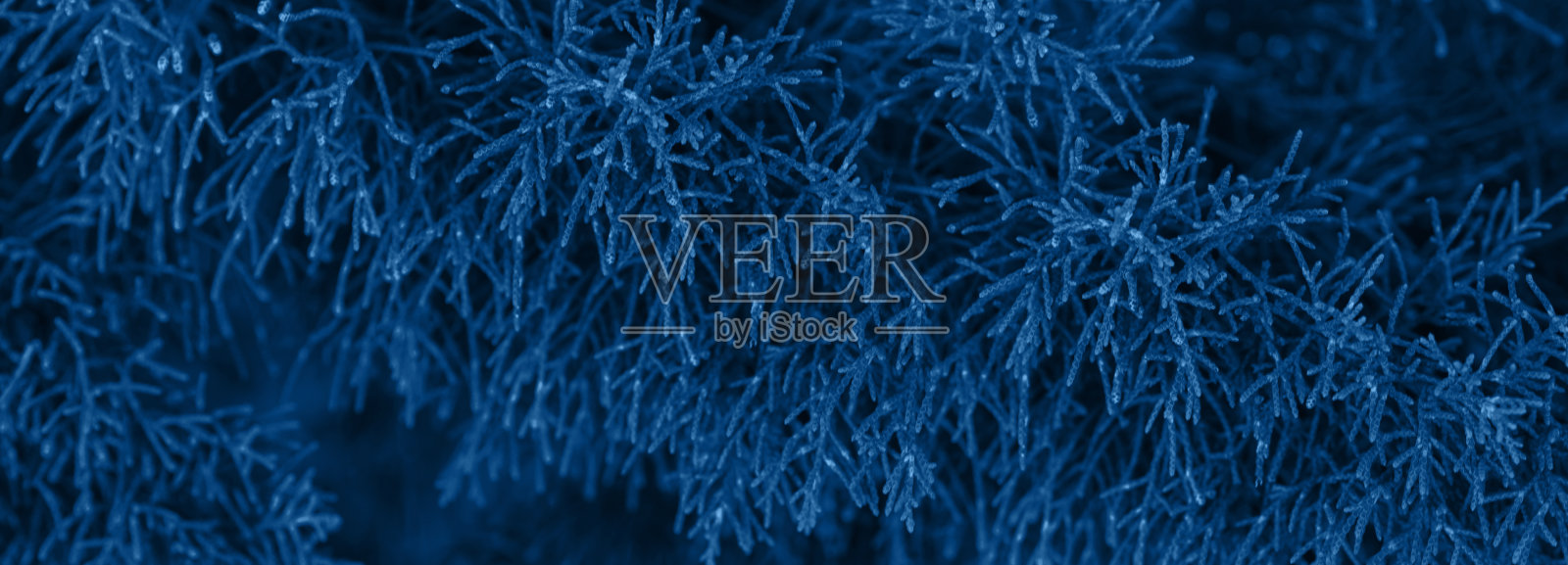 经典的蓝色冷杉树冬天圣诞节的背景照片摄影图片