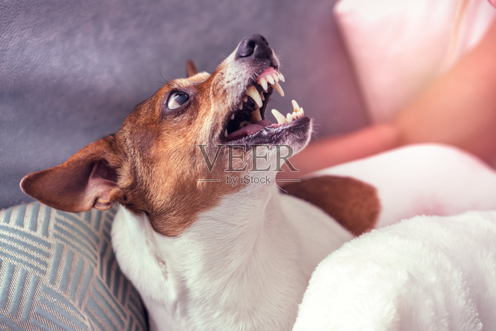 愤怒的小狗躺在家里的沙发上龇牙咧嘴照片摄影图片