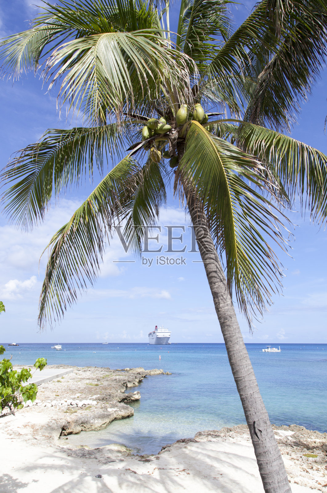 大开曼海滩棕榈树照片摄影图片