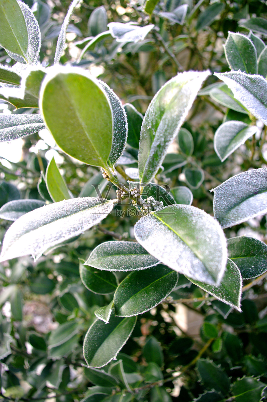冬青叶霜，圣诞时节。十二月，天气寒冷，冻僵了。照片摄影图片