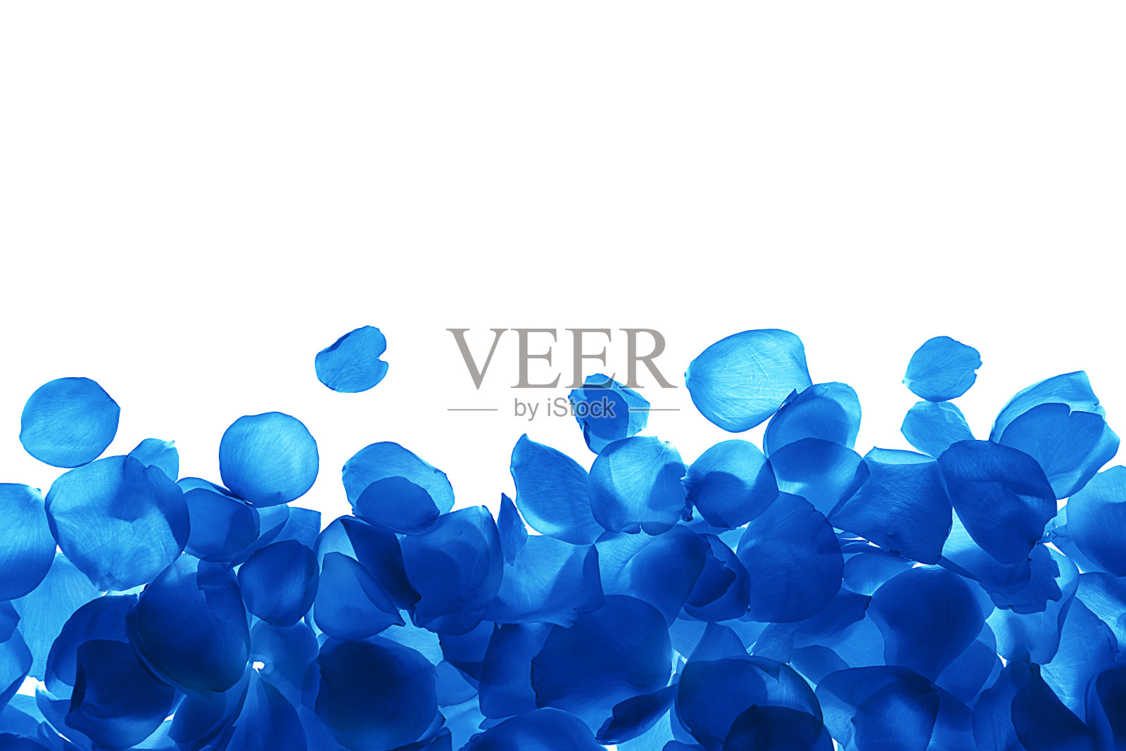 蓝色玫瑰花瓣图案，白色背景，孤立。照片摄影图片