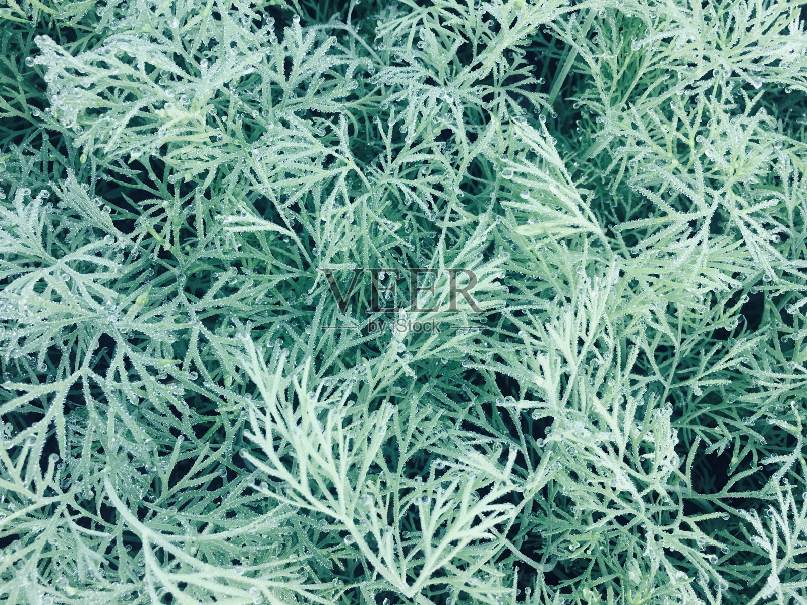 蔬菜背景上的水滴照片摄影图片