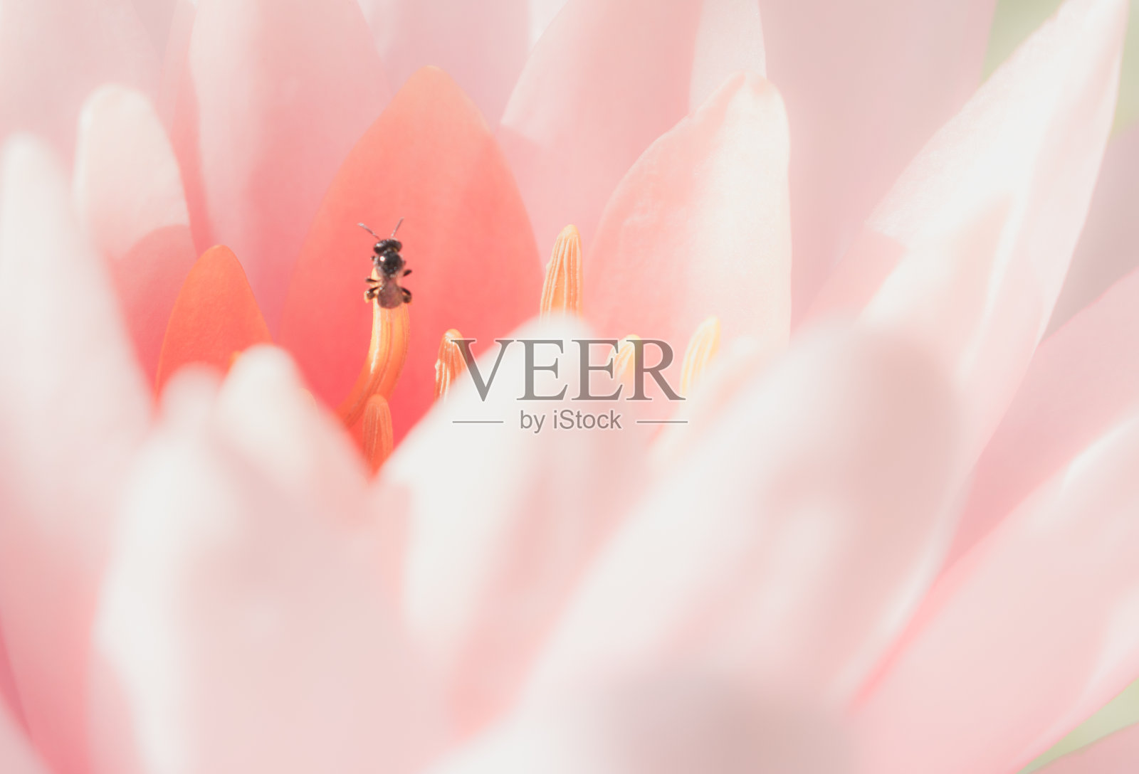 粉红色荷花在宏照片摄影图片