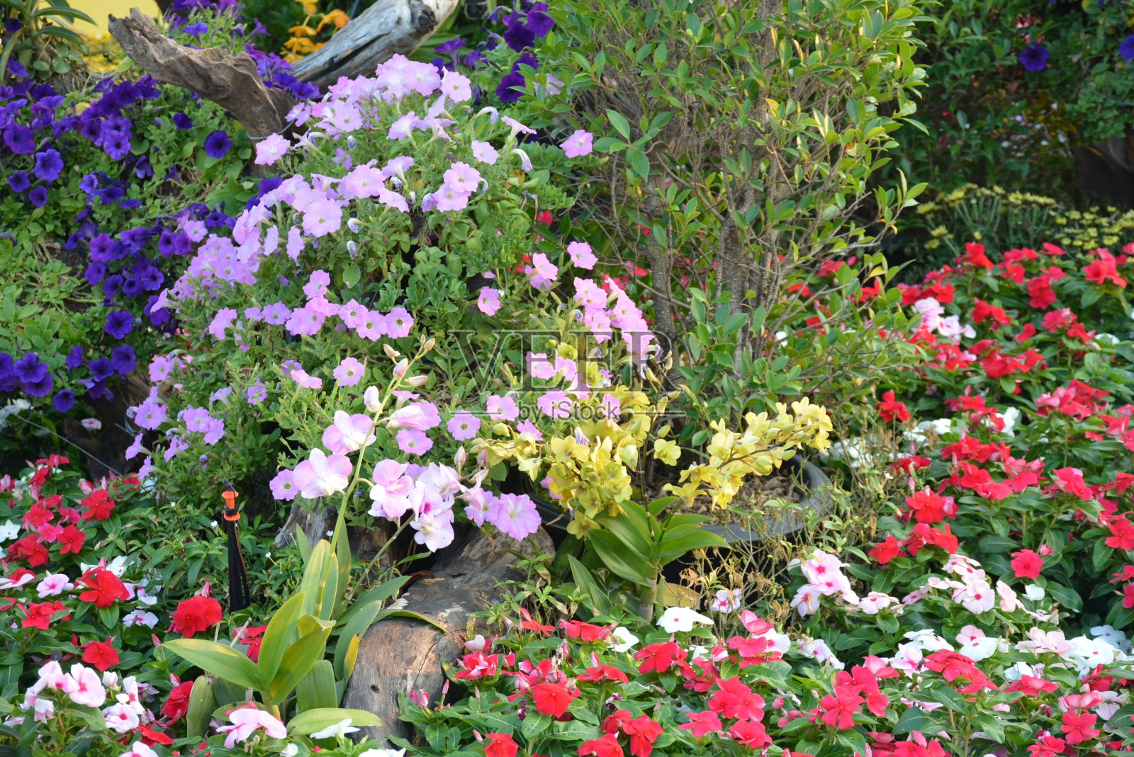 泰国一个公园里的花照片摄影图片