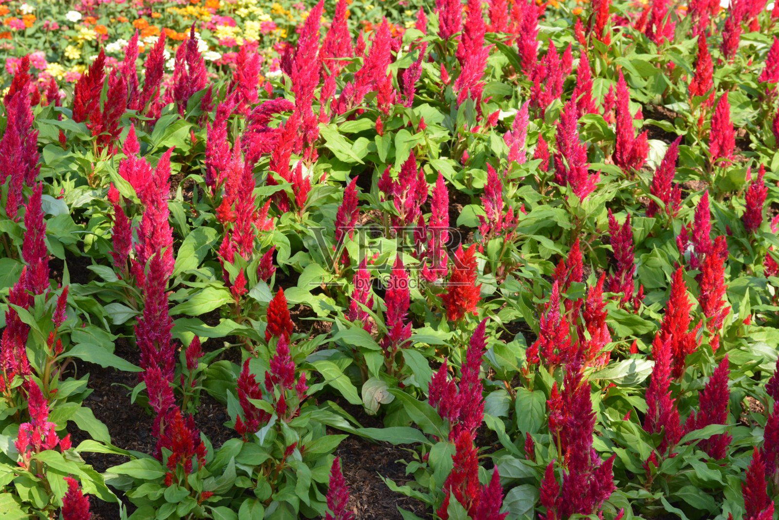 泰国一个公园里的花照片摄影图片