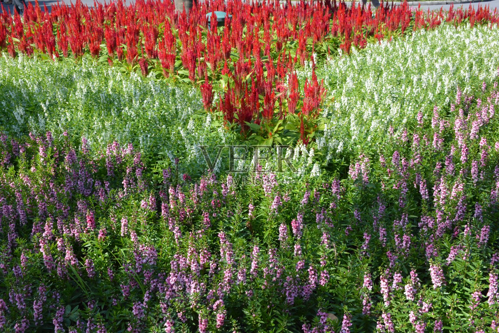 泰国一个公园里的花照片摄影图片