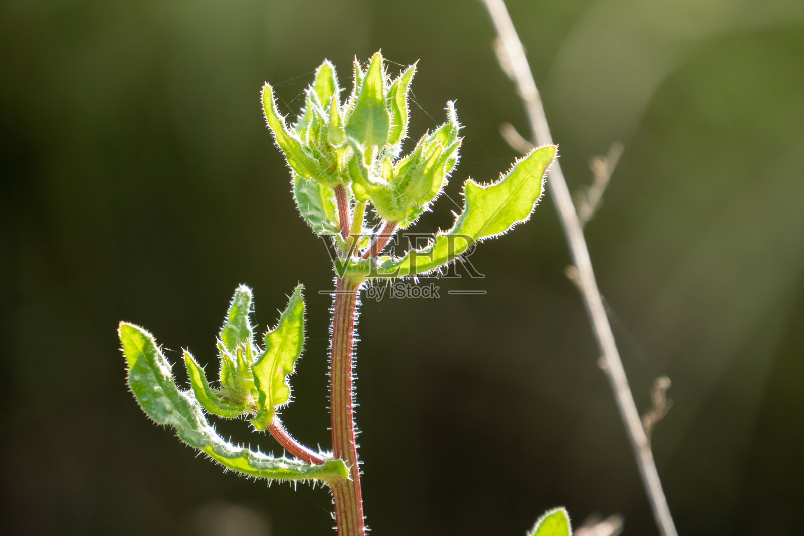 植物叶子的新生长的背光照片摄影图片