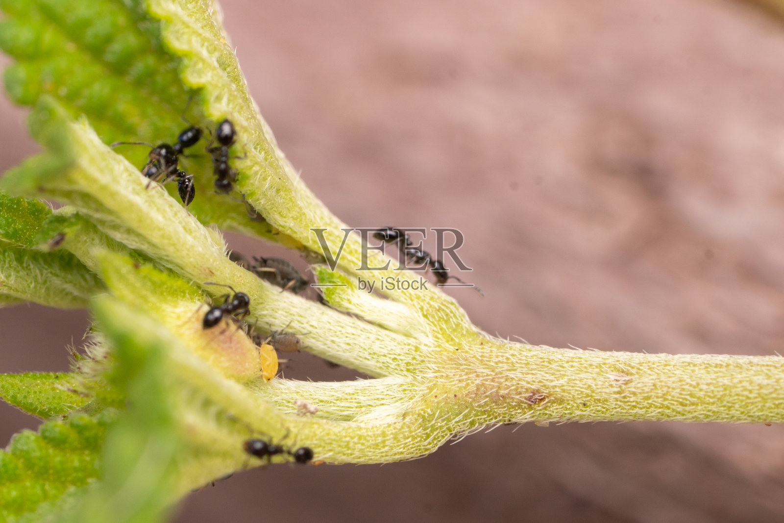 蚂蚁和蚜虫爬在绿叶上照片摄影图片