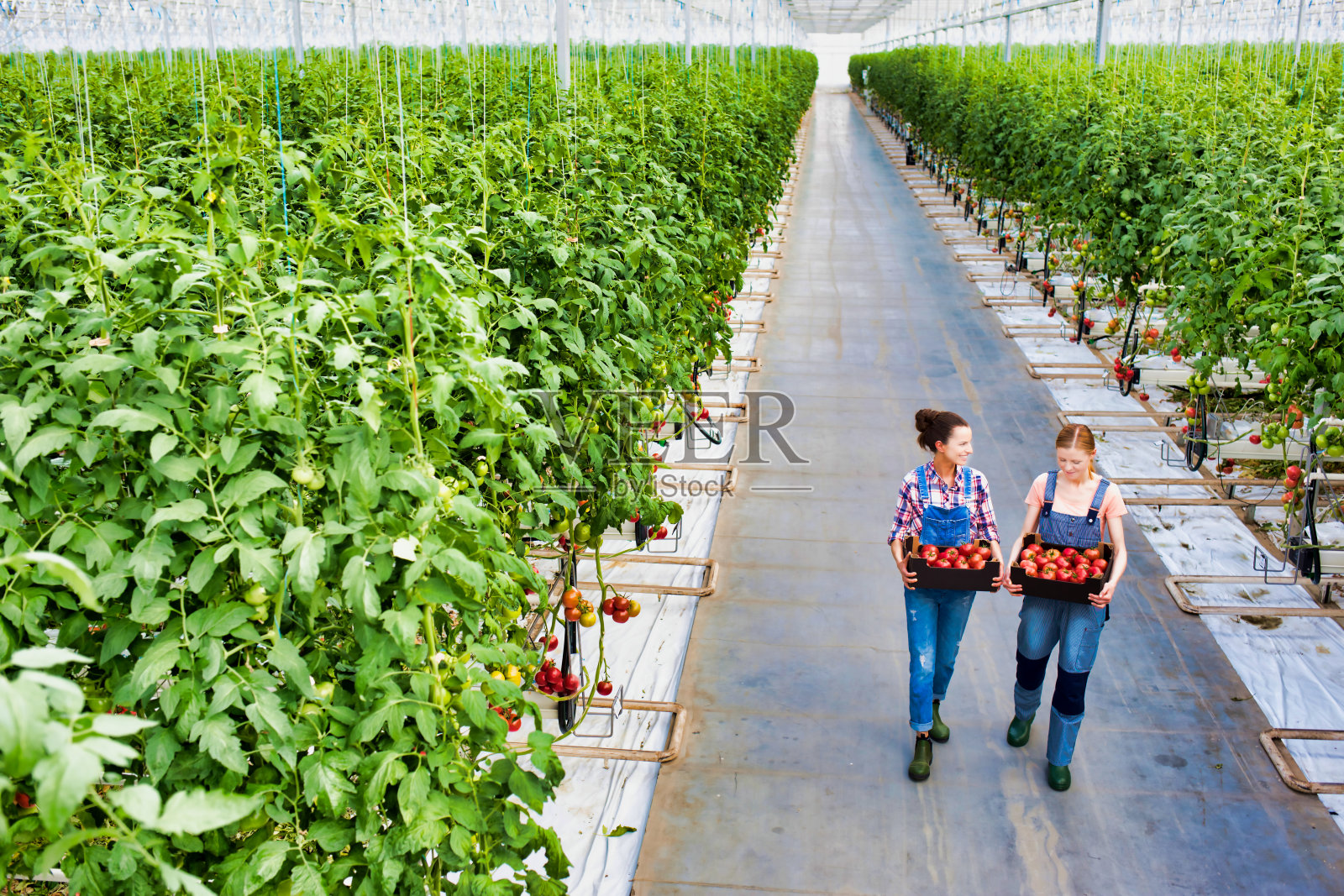 年轻女农民在箱子里搬运西红柿照片摄影图片