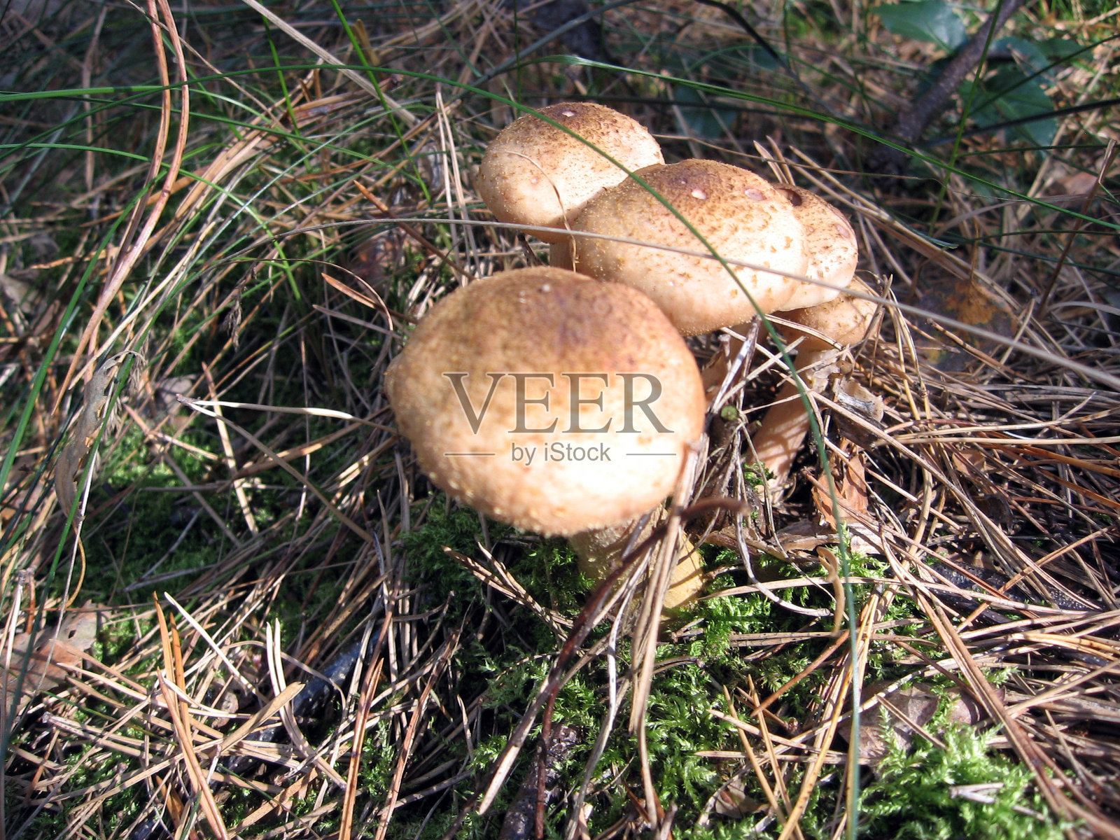 蘑菇。乌克兰森林盛产蘑菇。照片摄影图片