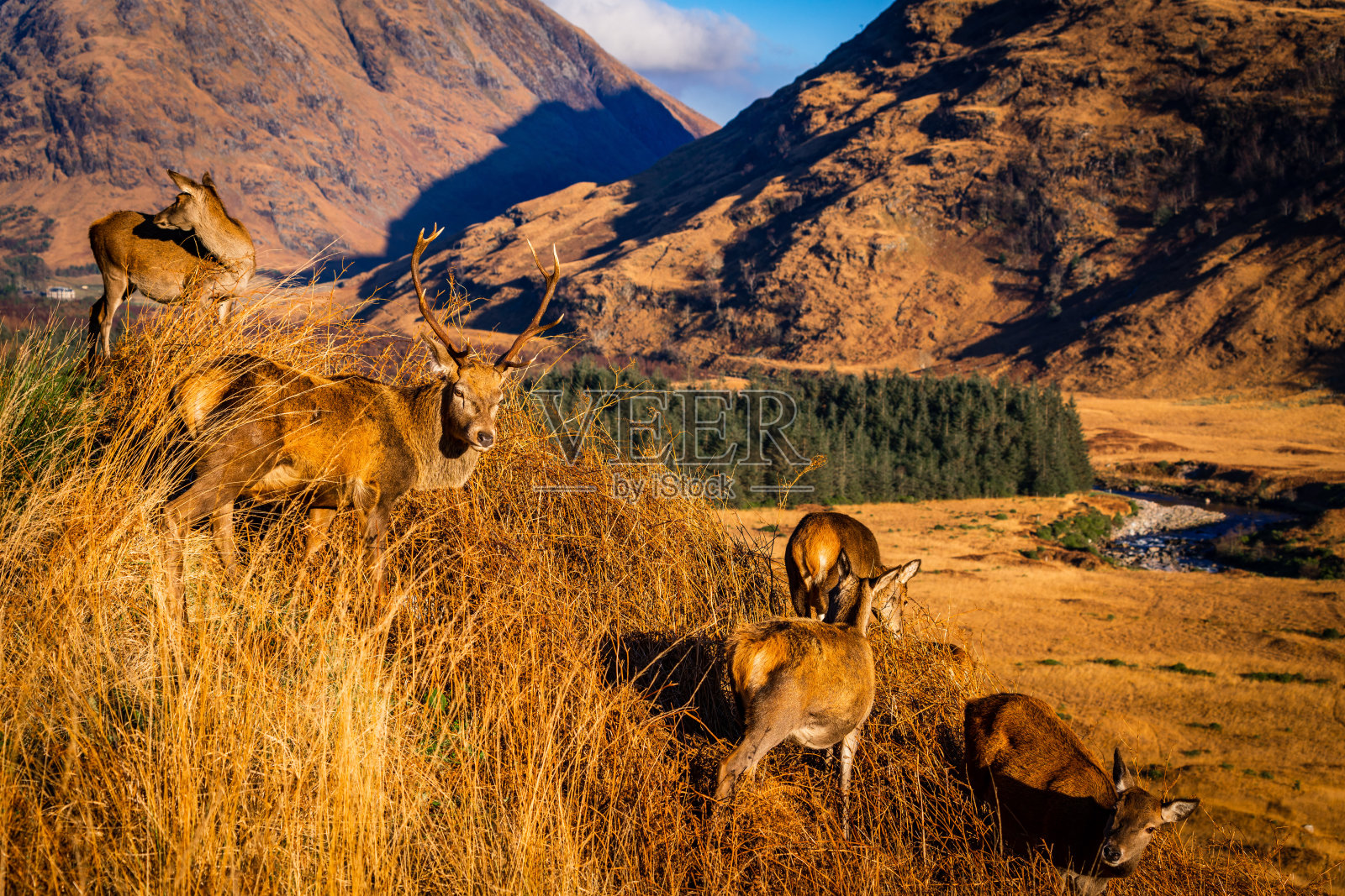 苏格兰格兰埃蒂的红鹿照片摄影图片