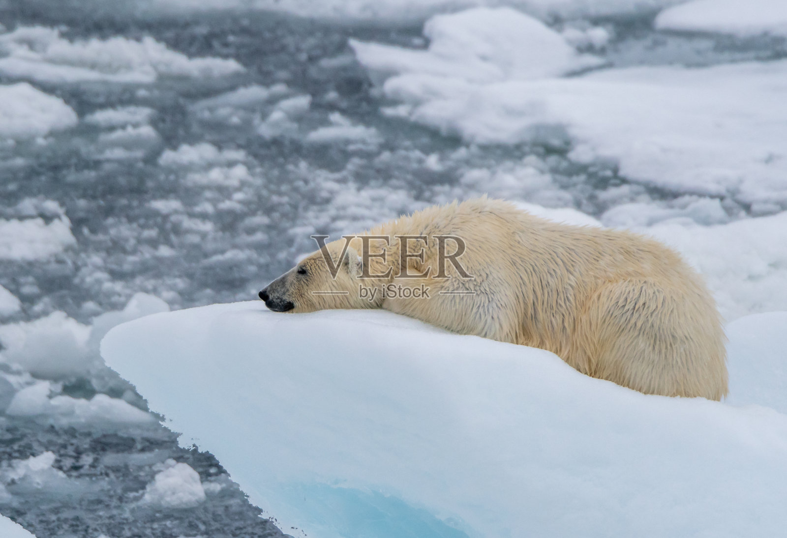 北极熊躺在浮冰上照片摄影图片
