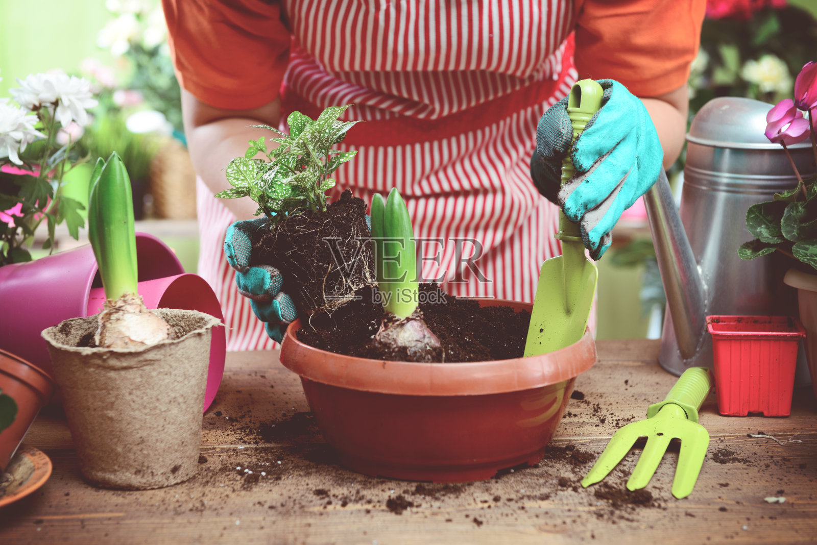 女人的手在盆栽一些植物照片摄影图片