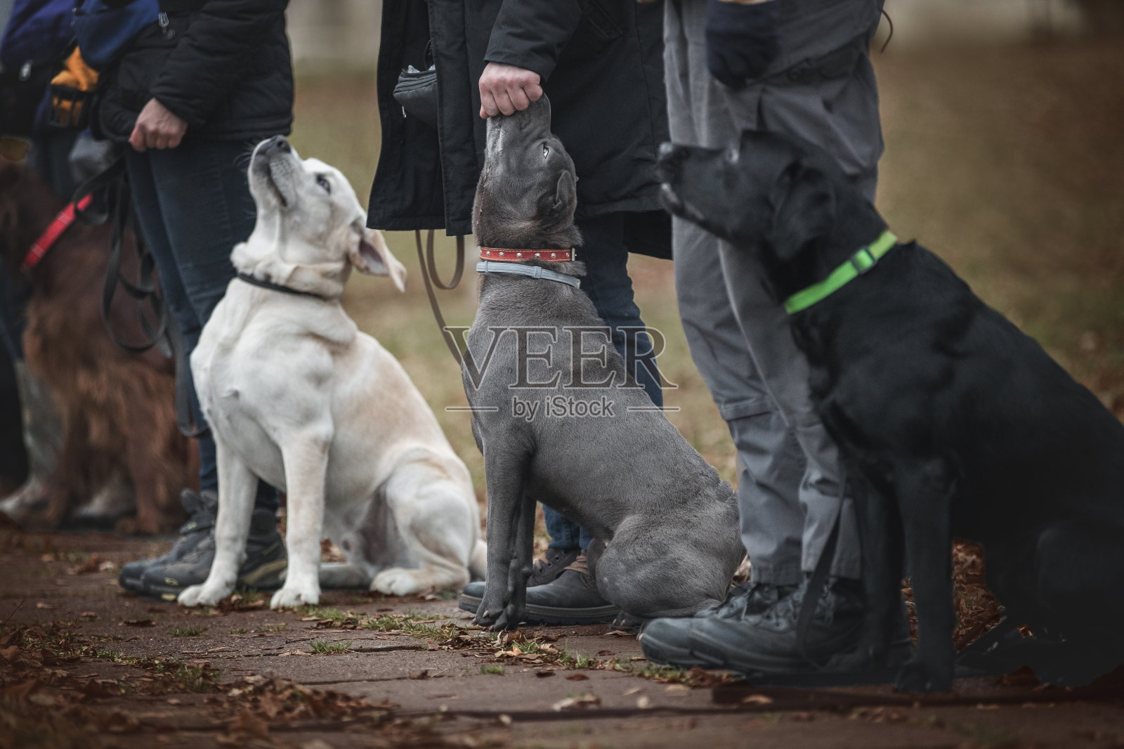 在服从训练课上坐在队伍里的狗。照片摄影图片