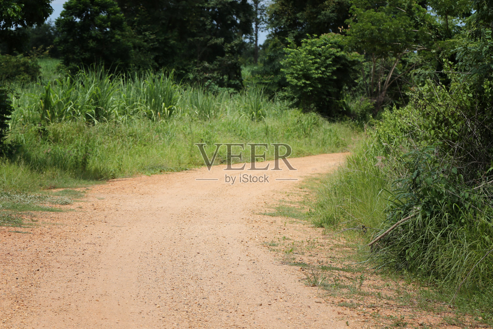 通往树林的乡村道路。照片摄影图片