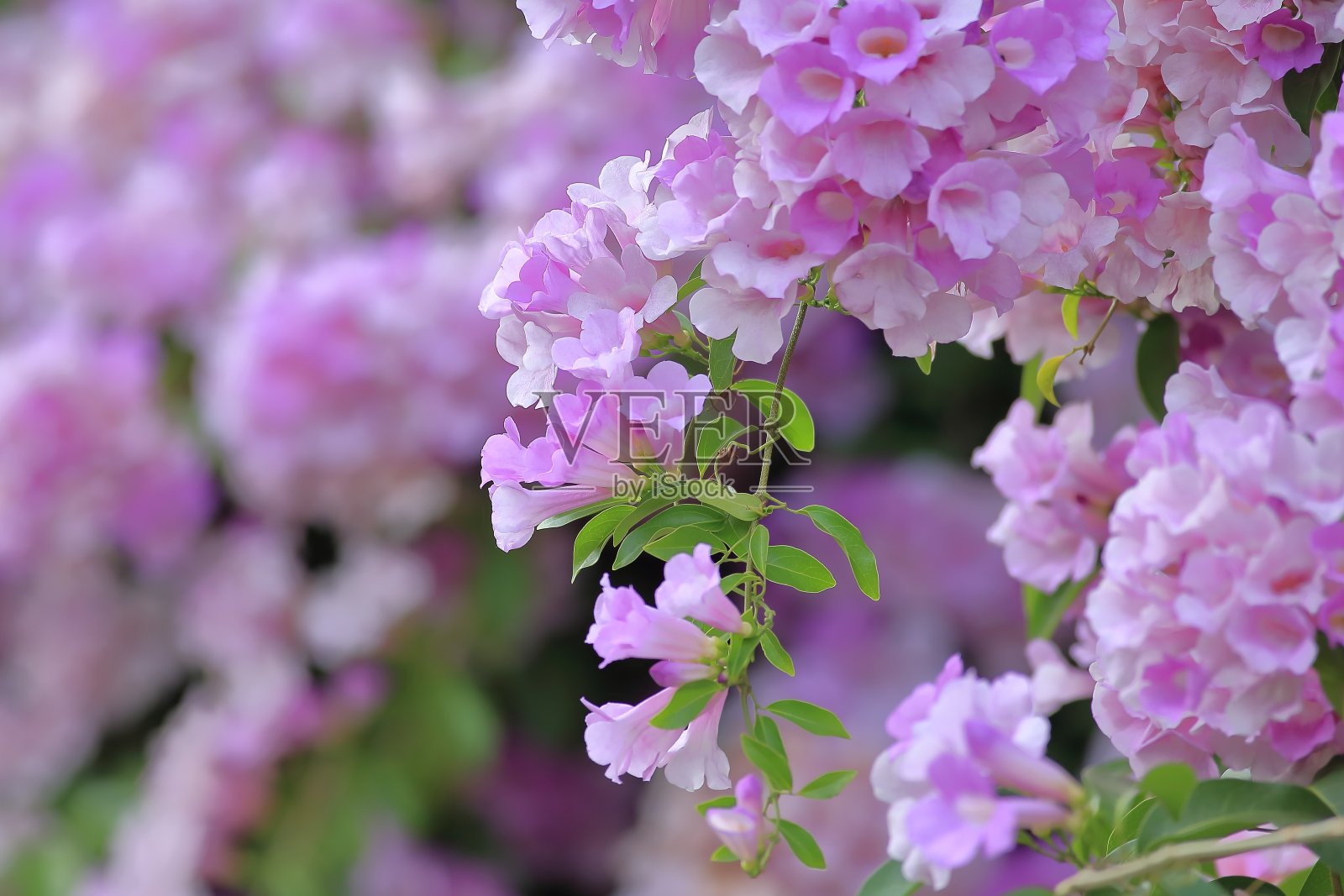 大蒜葡萄树开花照片摄影图片