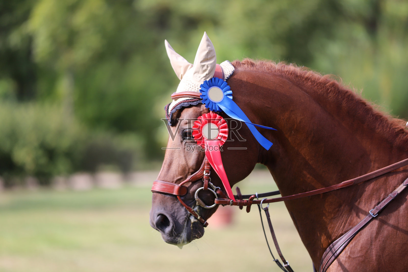 美丽的纯种跳马在赛道上奔跑照片摄影图片