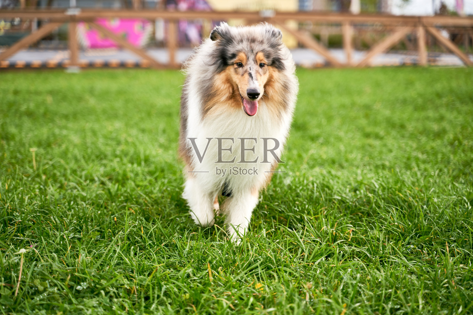 长毛牧羊犬在公园的草地上奔跑照片摄影图片