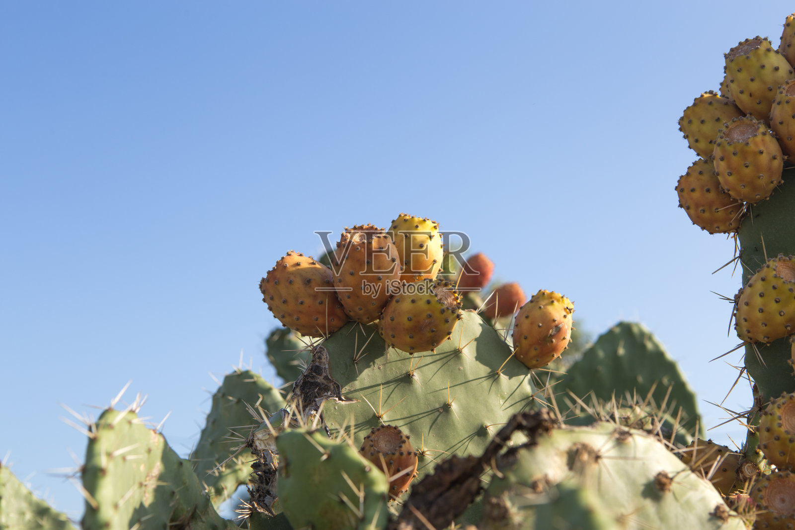 仙人掌果实多刺，果实也称仙人掌照片摄影图片