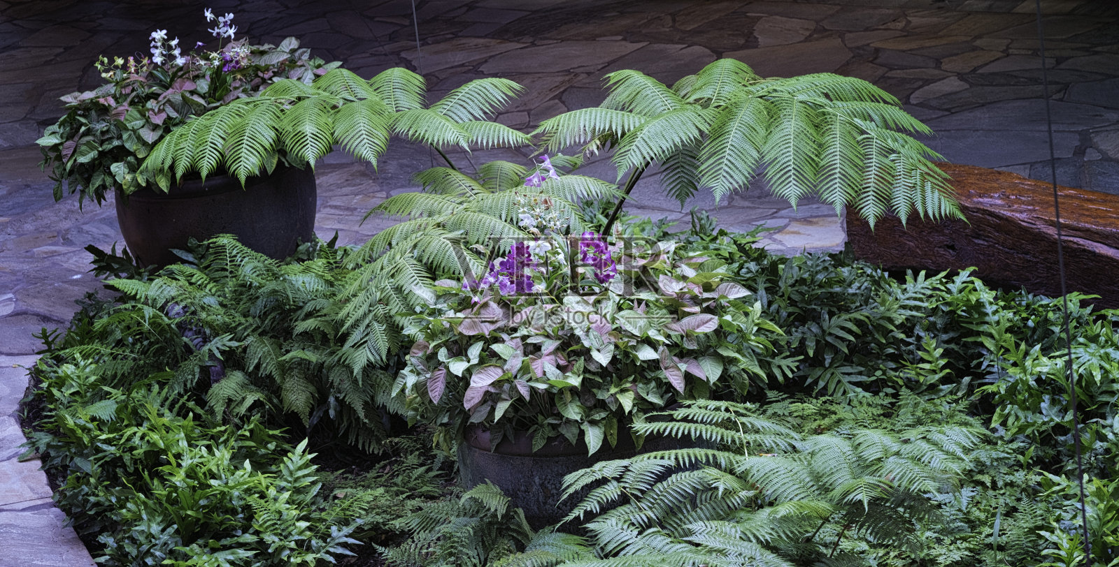 花盆中的花卉公共场所的花卉装饰。照片摄影图片