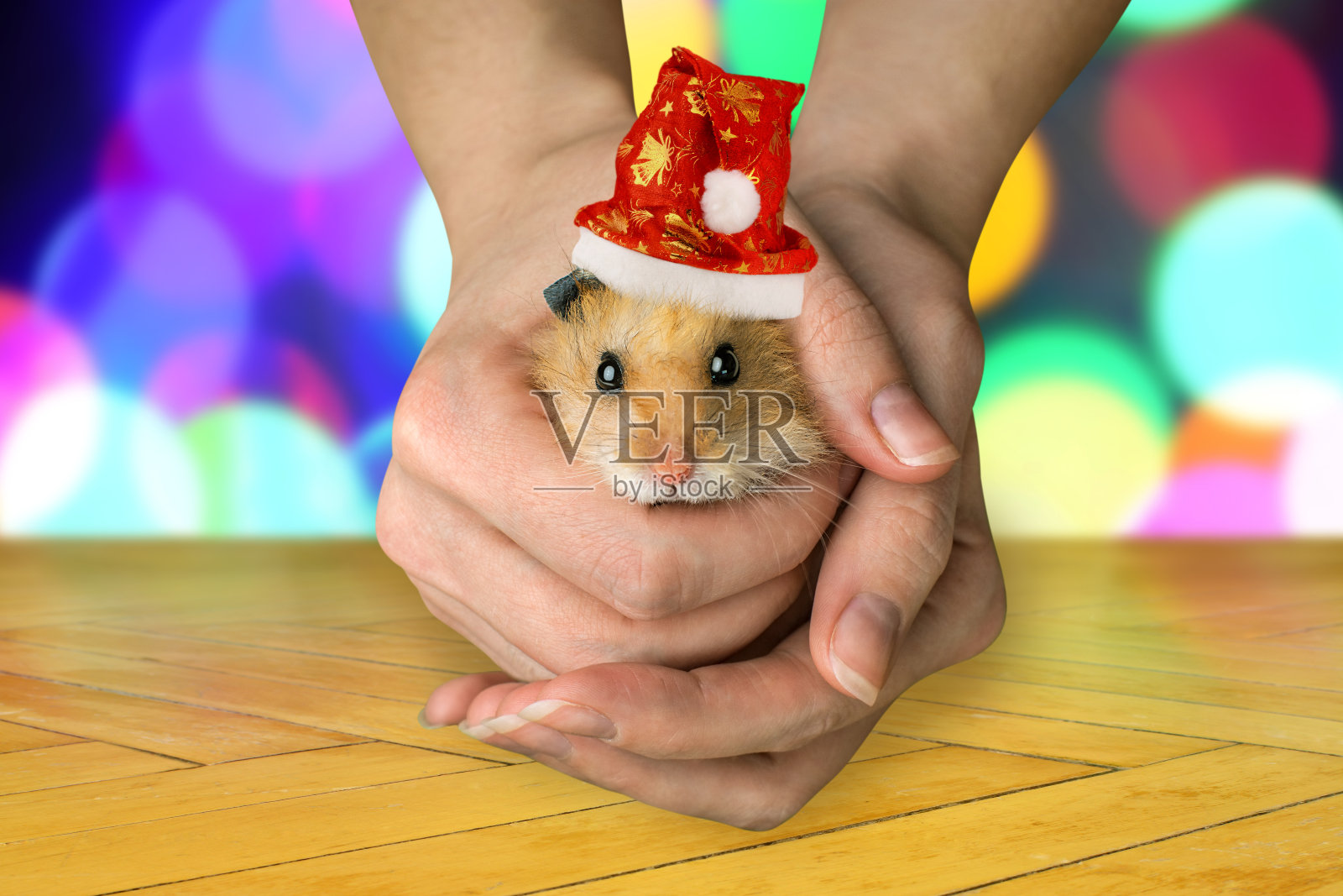 毛茸茸的仓鼠坐在女性的手里，戴着圣诞老人的帽子照片摄影图片