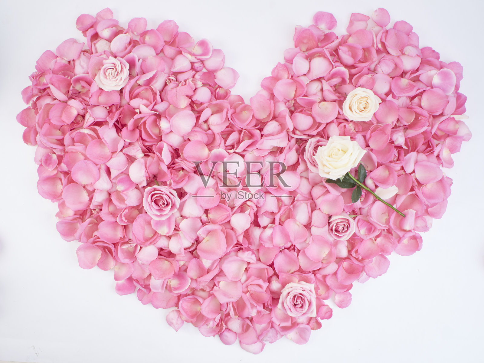 粉色玫瑰花瓣心形浪漫花框，用于情人节卡片和婚礼设计照片摄影图片