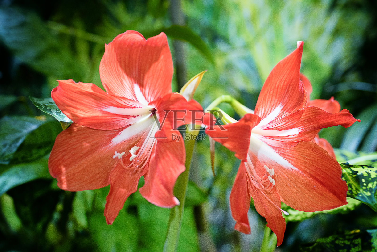 开花植物的世界照片摄影图片