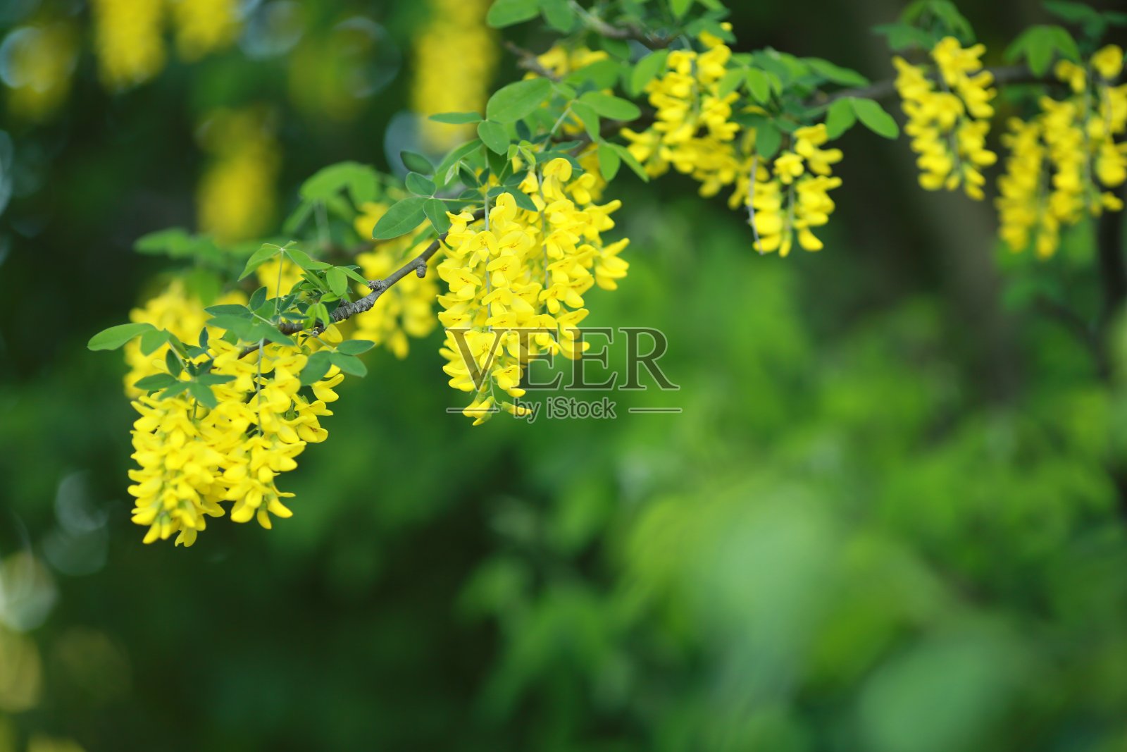 一束开着黄色花的花枝的特写照片摄影图片