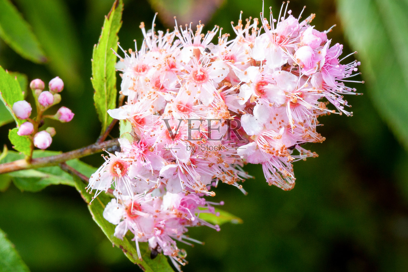 开花植物的世界照片摄影图片