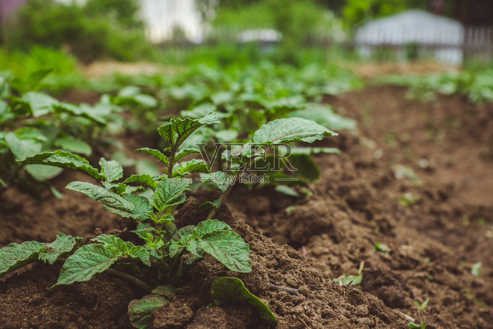 土豆种在地里照片摄影图片