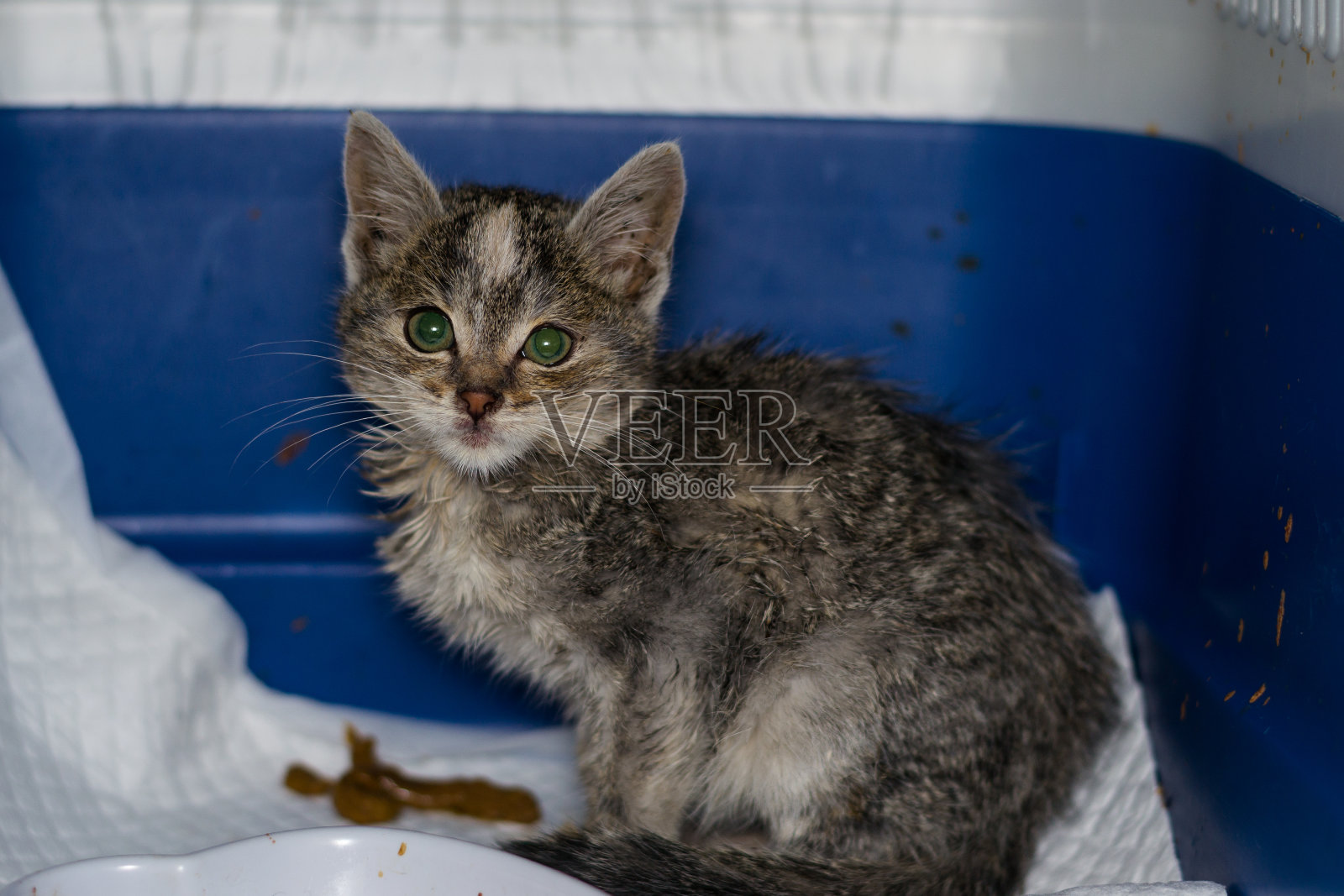 在兽医诊所看到的患全白细胞减少症的小猫照片摄影图片