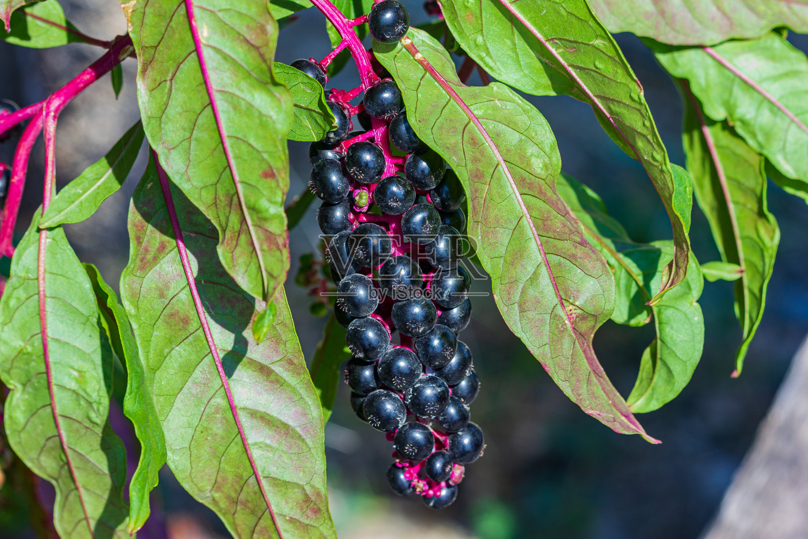 接骨木靠近一根树枝照片摄影图片