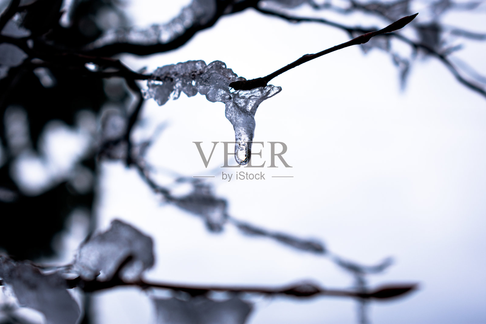 在模糊的背景下，冻雨从树枝上落下，覆盖着冰照片摄影图片