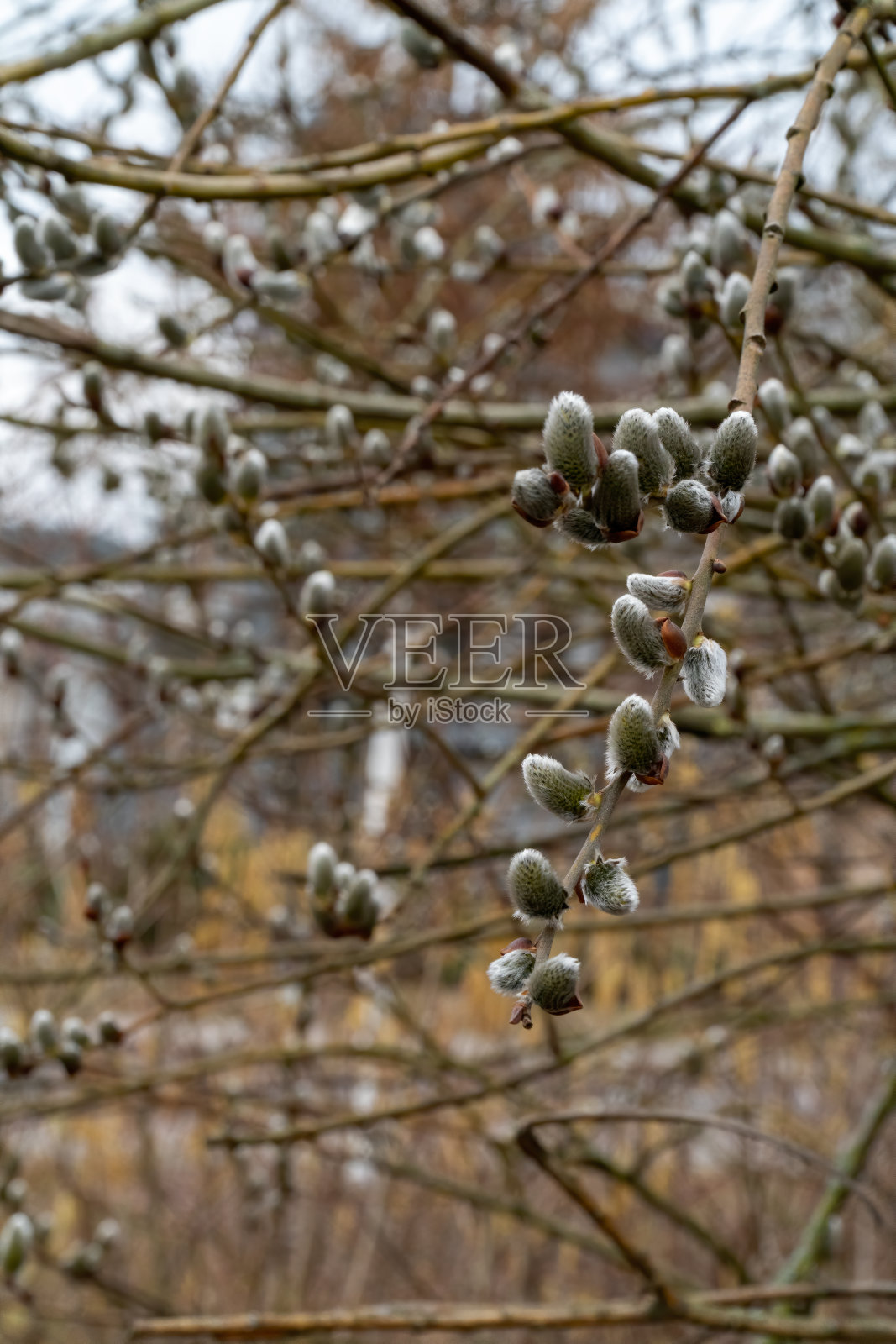 柔软的柳枝上有柳絮照片摄影图片