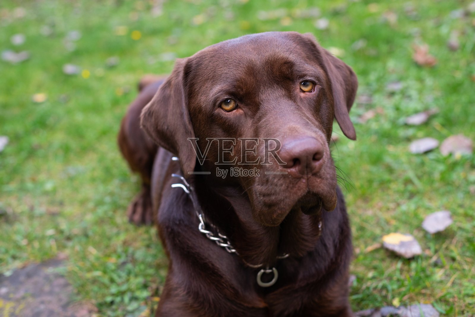 焦虑的狗照片摄影图片