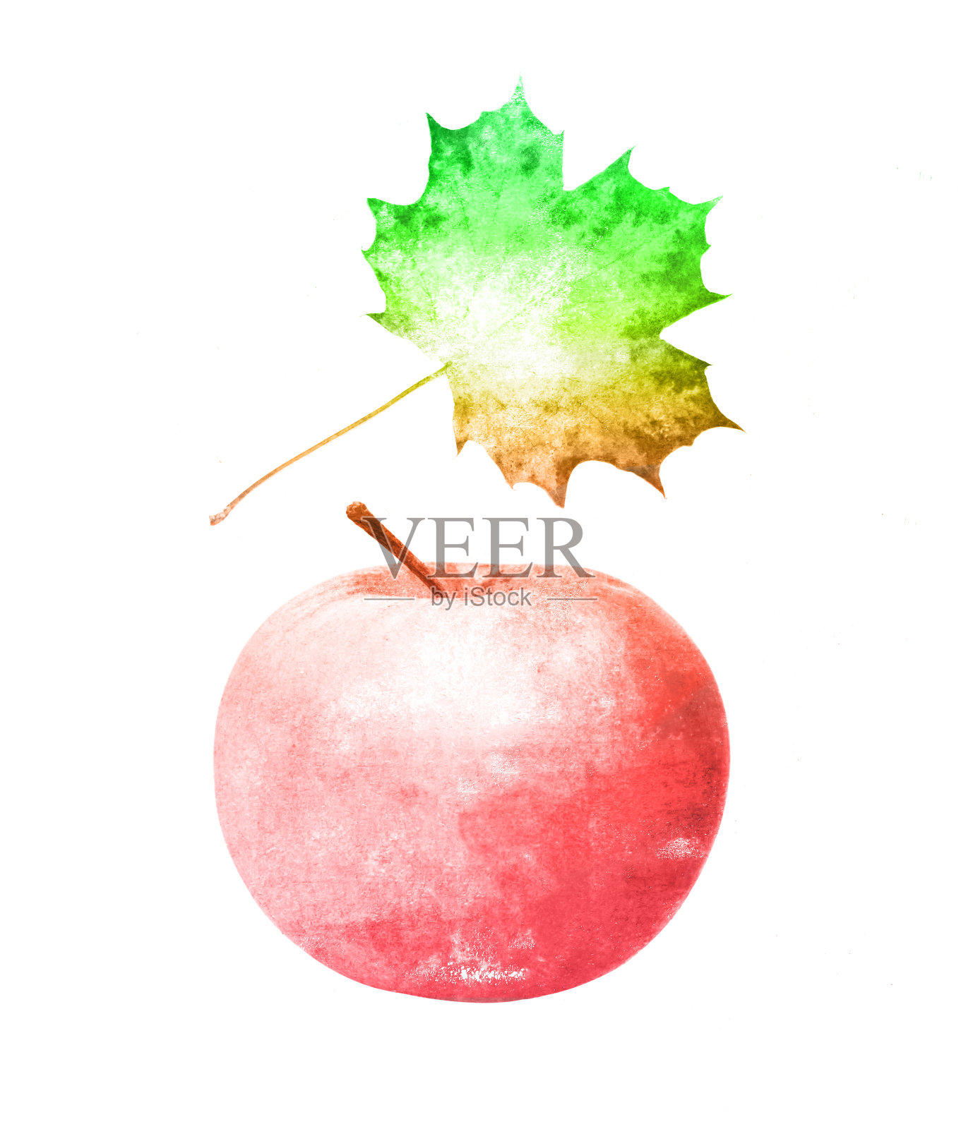 水彩苹果与枫叶孤立在一个白色的背景。插画图片素材