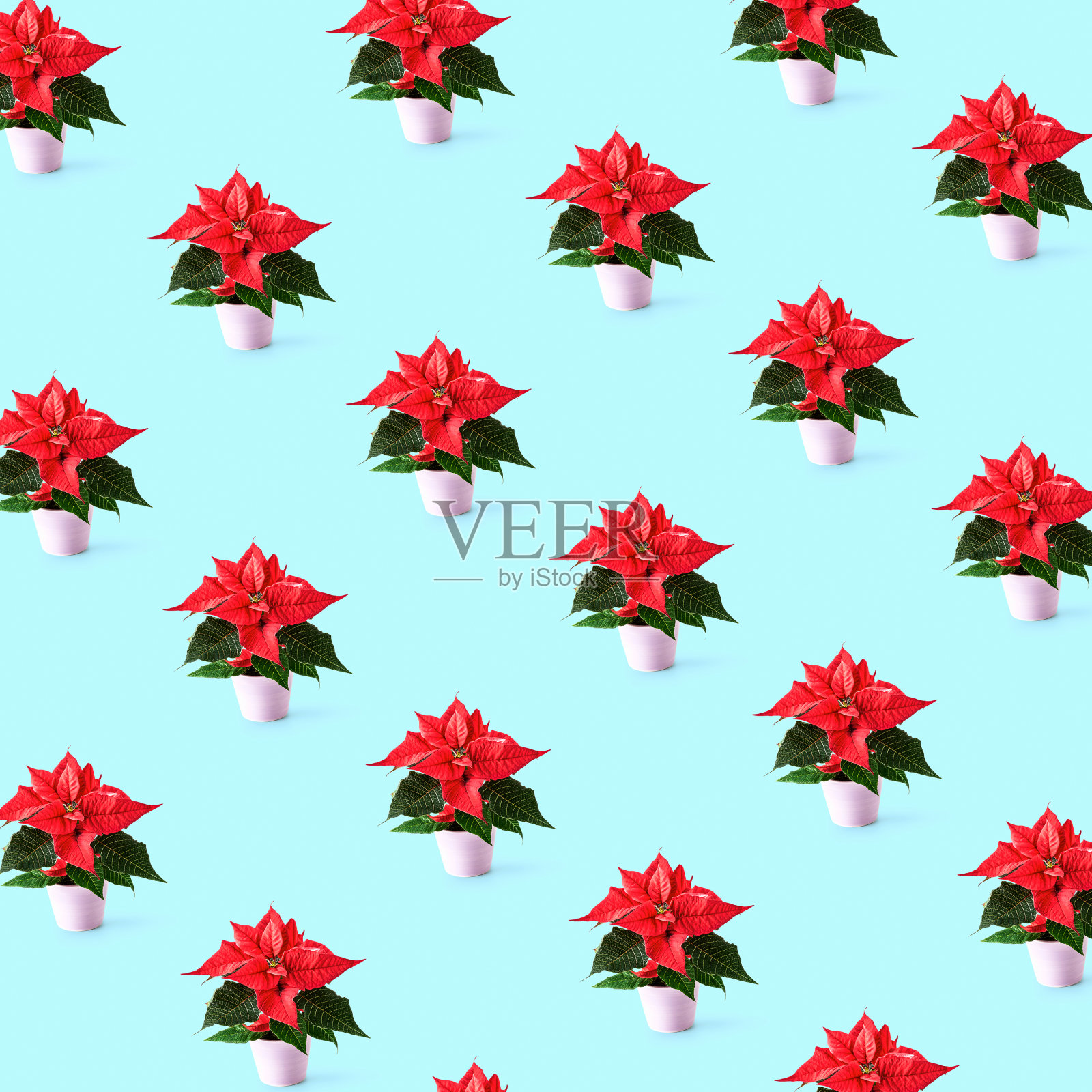 圣诞图案与红色一品红花照片摄影图片