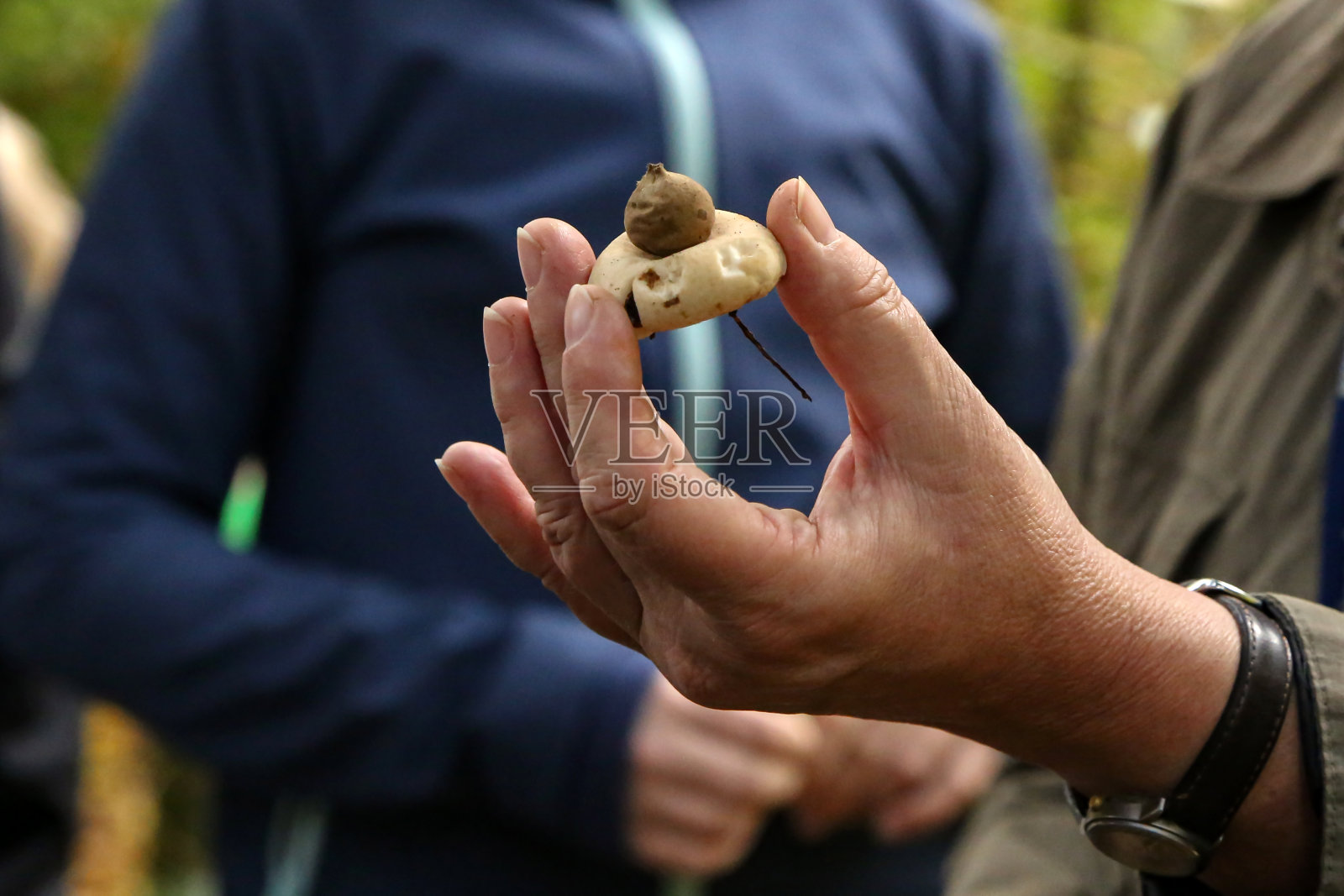 真菌学家演示和谈论各种森林蘑菇照片摄影图片