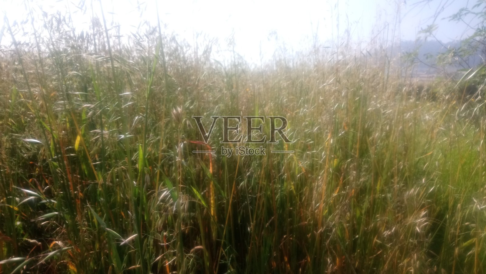 鲜花,字段,野生动物照片摄影图片