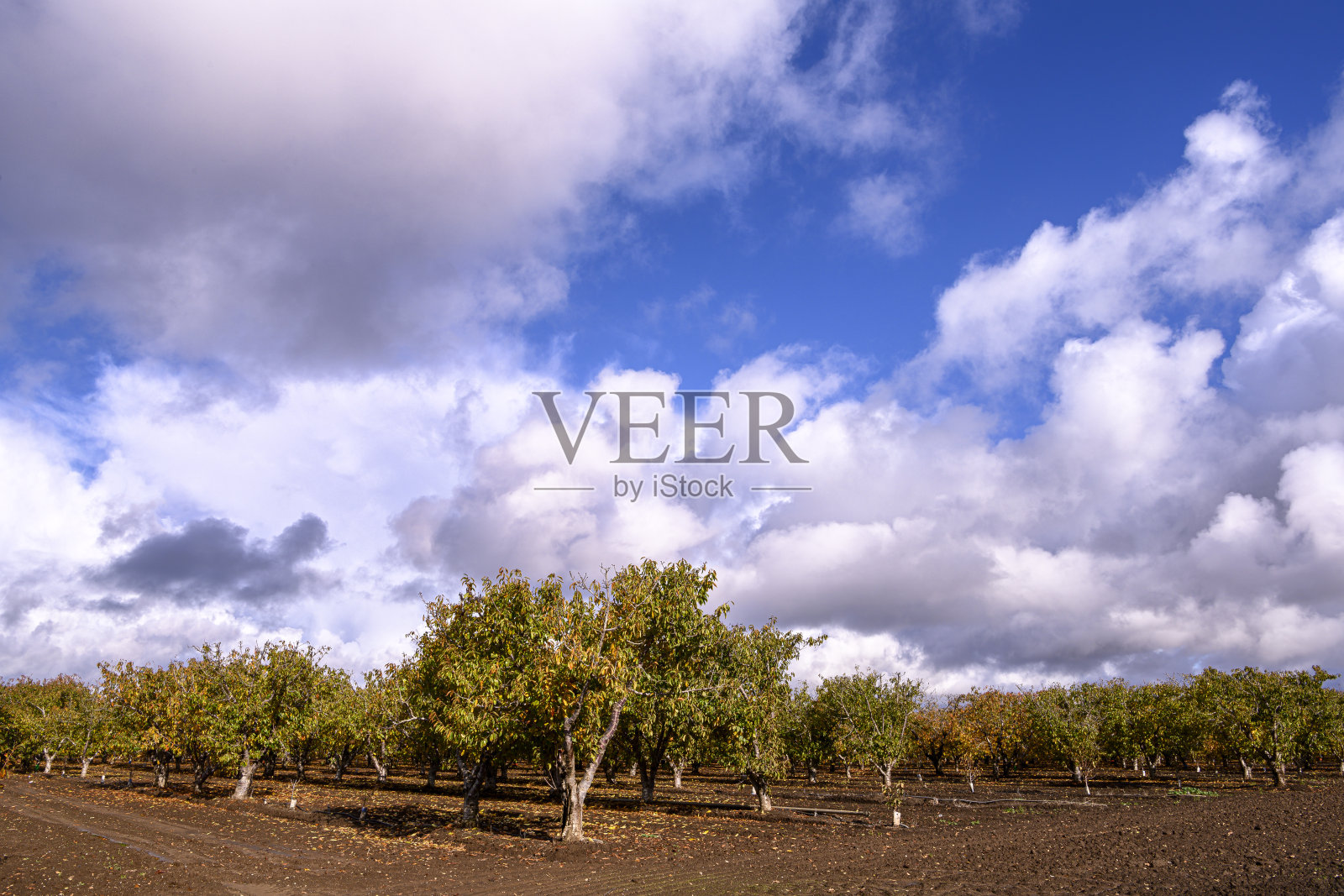 背景中有云的秋季樱桃园照片摄影图片