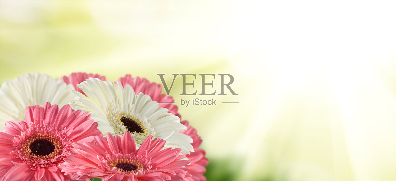 美丽的花在模糊的背景上的图像。照片摄影图片