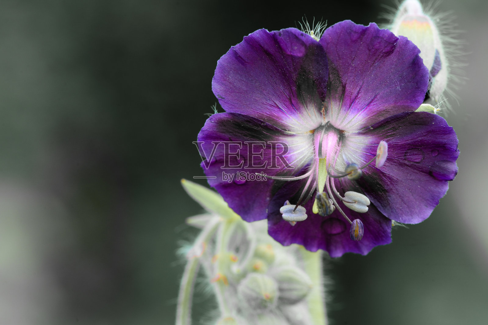 天竺葵phaeum照片摄影图片