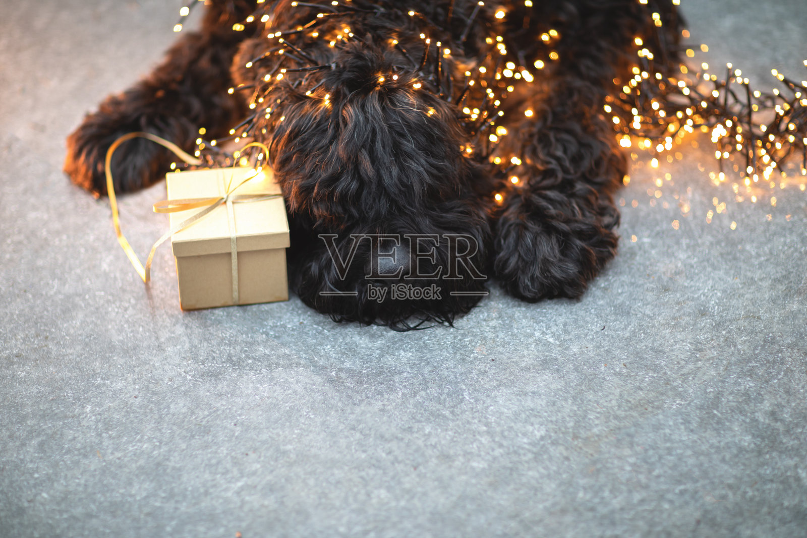 漂亮的大狗在圣诞灯光下爪子里拿着礼物。照片摄影图片