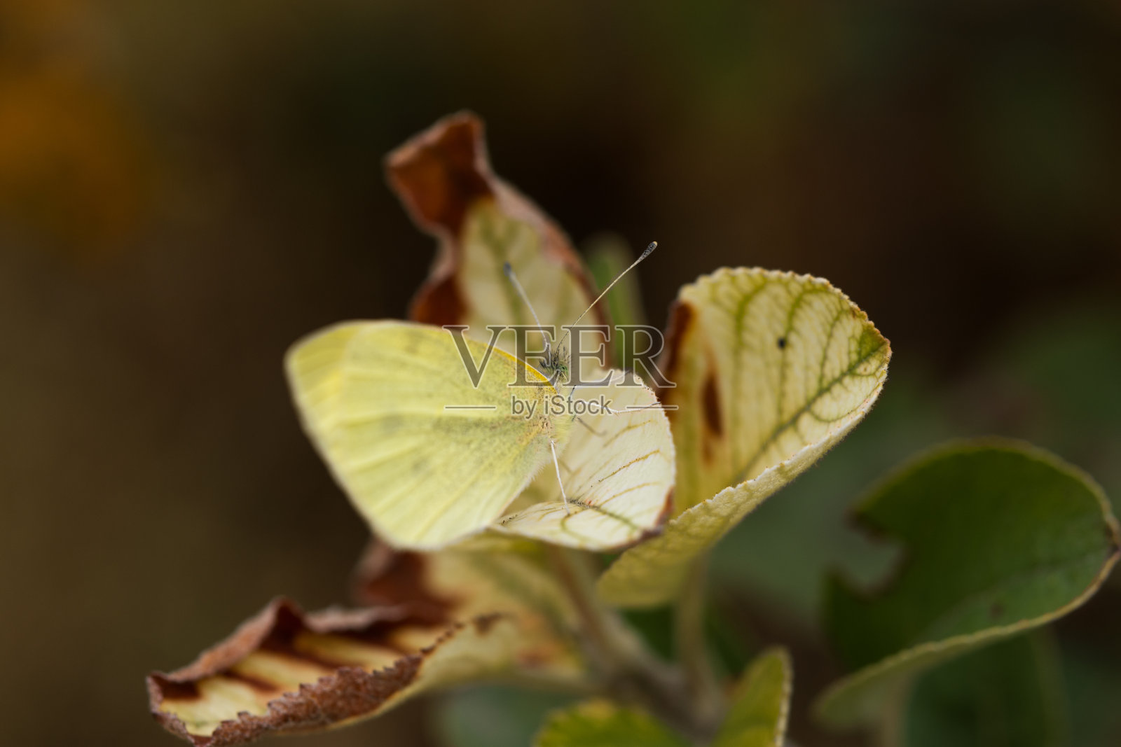 白色的蝴蝶在秋天的树叶上照片摄影图片