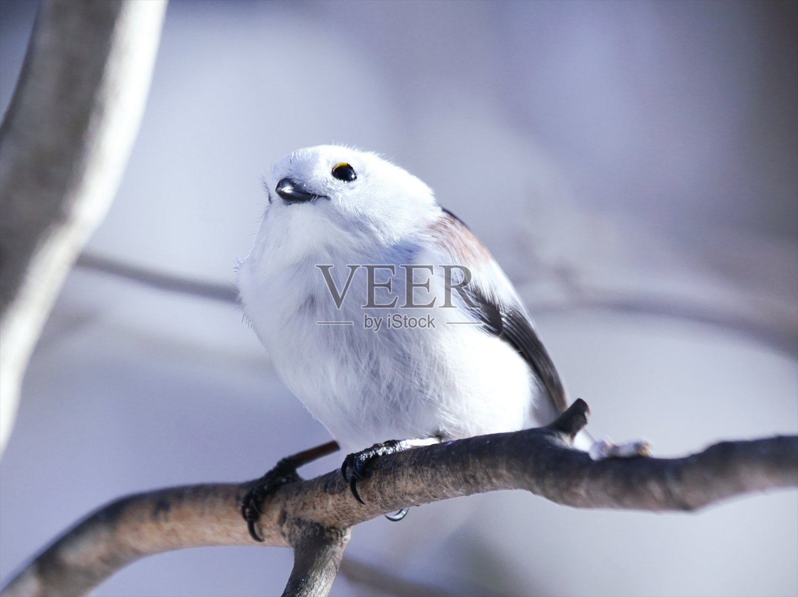 可爱的野生鸟类栖息在北海道照片摄影图片