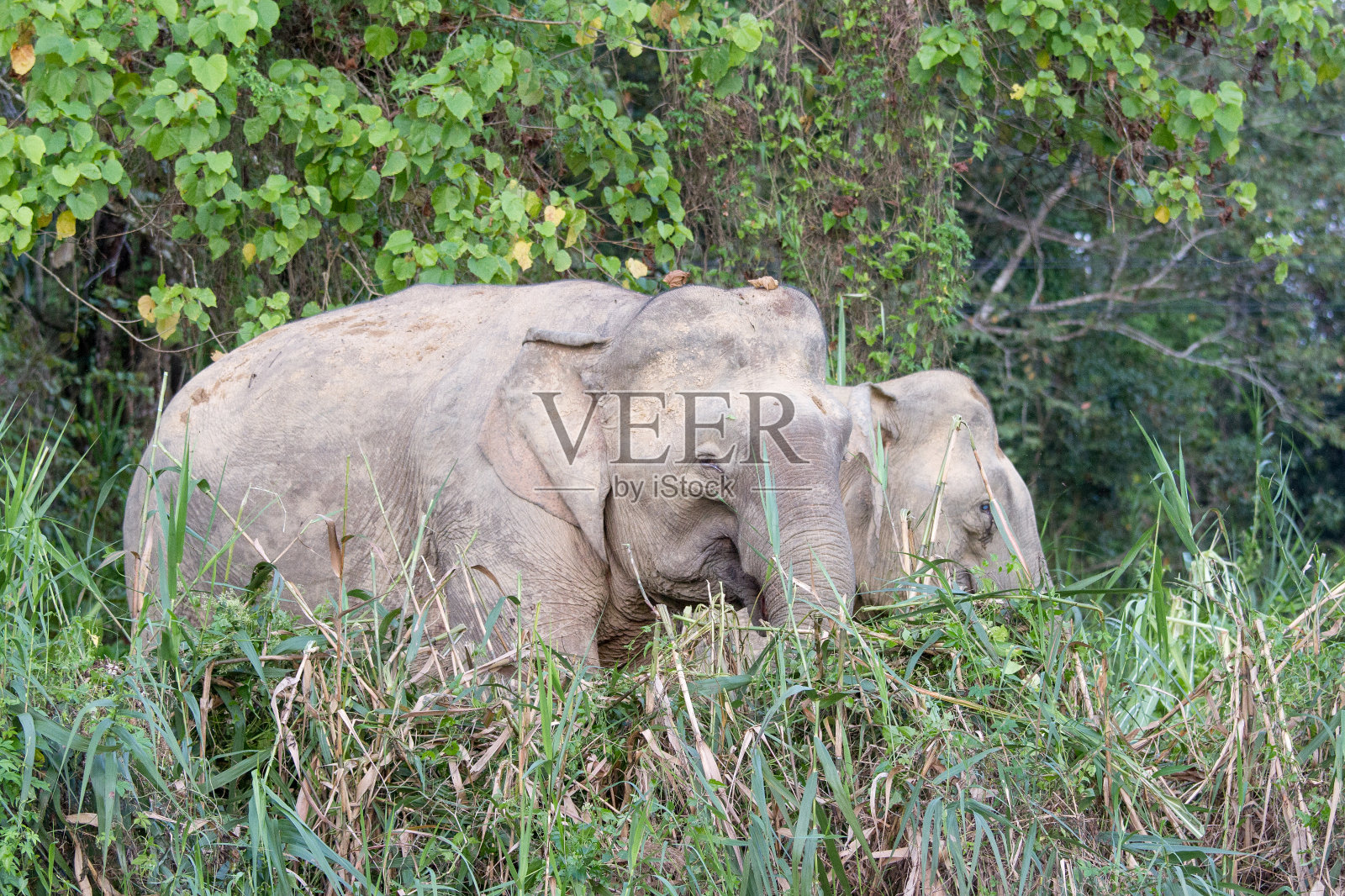 婆罗洲的亚洲象照片摄影图片