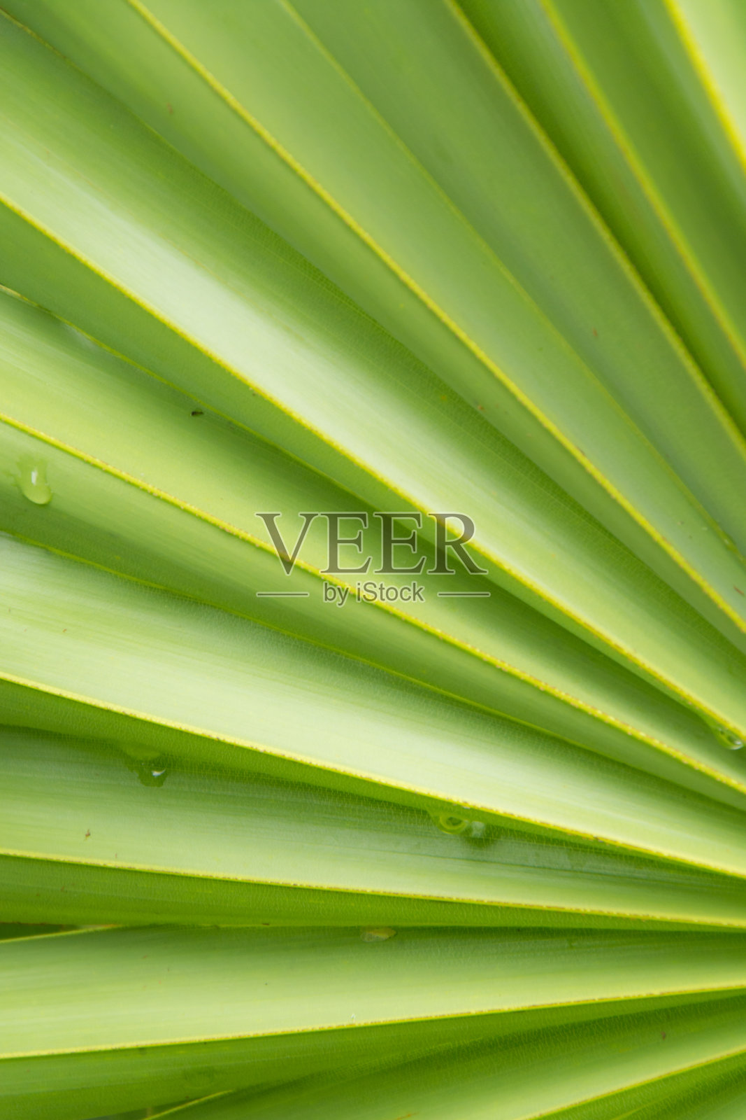 糖棕榈叶照片摄影图片