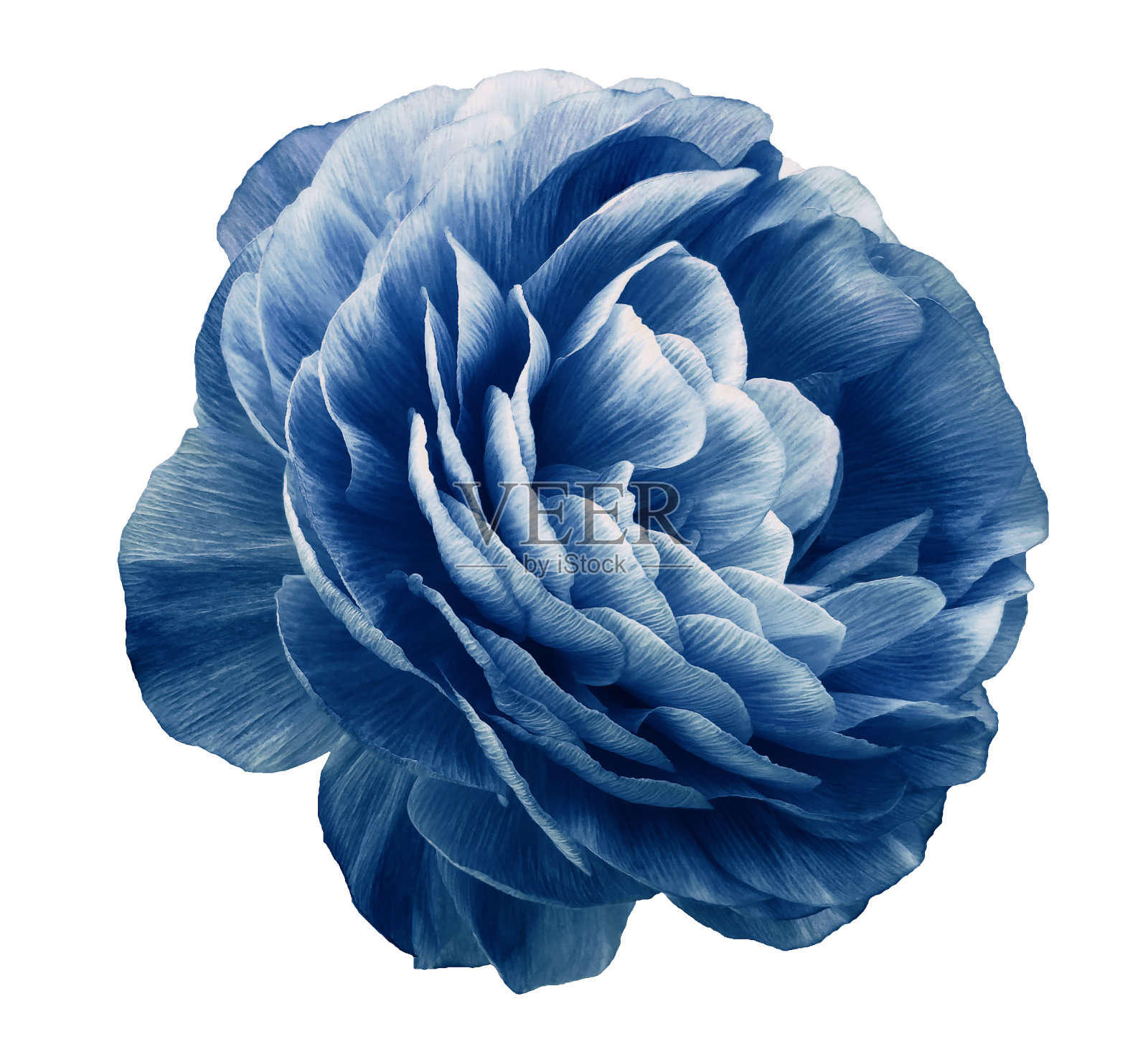玫瑰花蓝色。花孤立在白色背景上。裁剪路径没有阴影。特写镜头。大自然。照片摄影图片